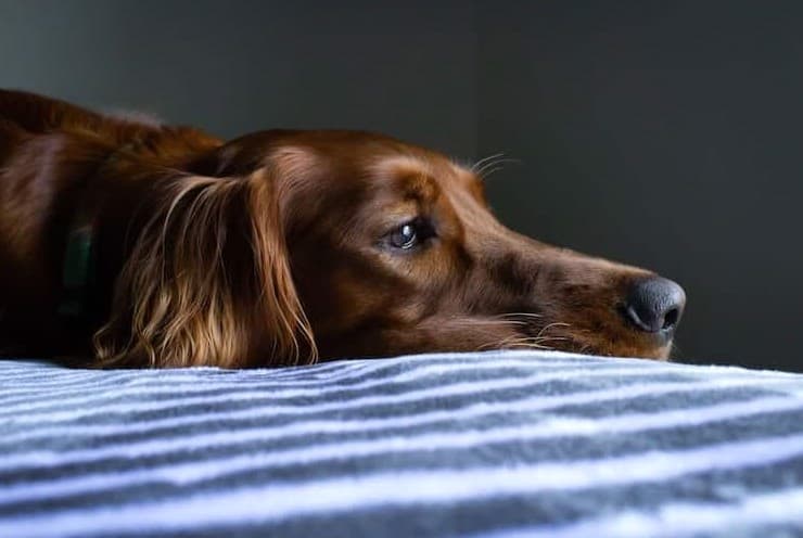 Guide to Pet Dead Body Disposal in Dubai: Dotless Services