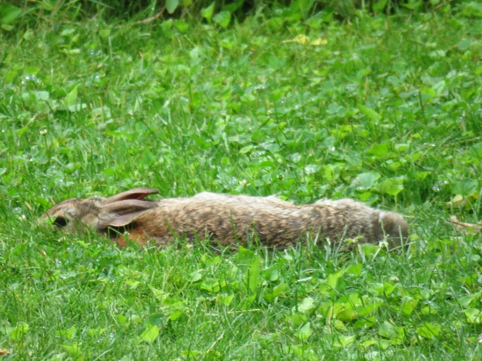 Rabbit Dead Body Disposal Services