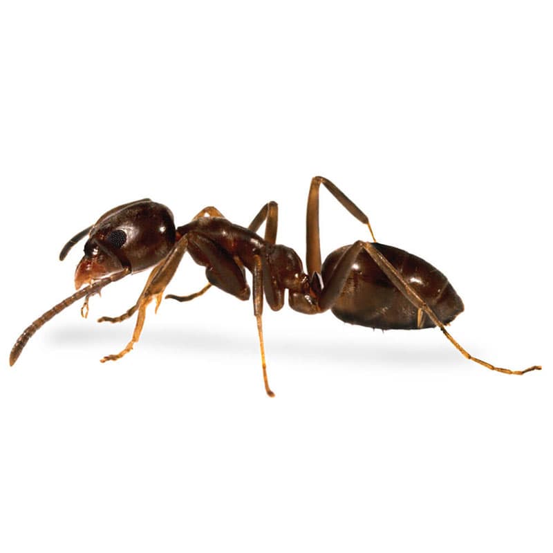 Ants Control Services in Dubai
