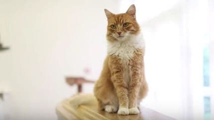 Cat Dead body Disposal Services