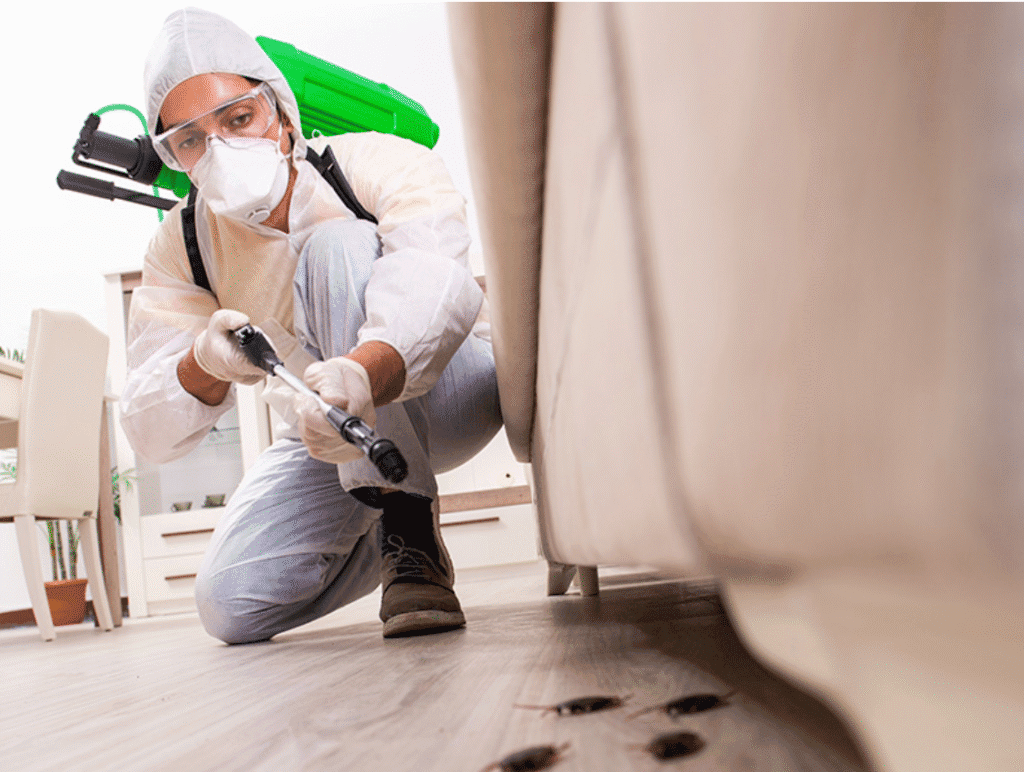 Cockroach Control Service in Dubai