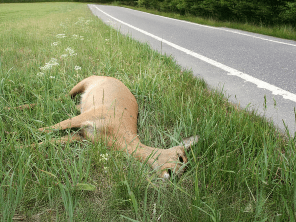 Dead Animal Disposal Services in Dubai