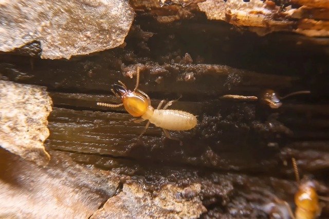 Termites control service